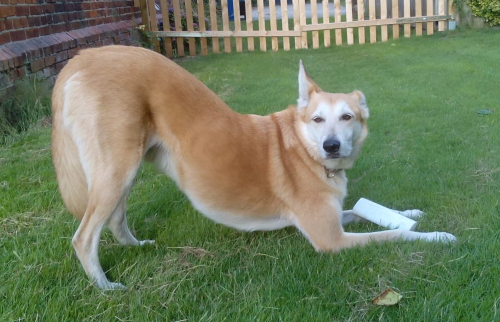 Seiko sagt danke für Ihre Nachricht an Canin E Motion - Hundephysiotherapie Hannover